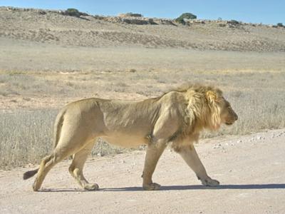 Lion crossing road