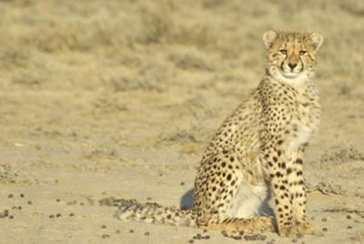 Cheetah cub