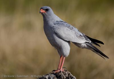 A perfectly perched Goshawk