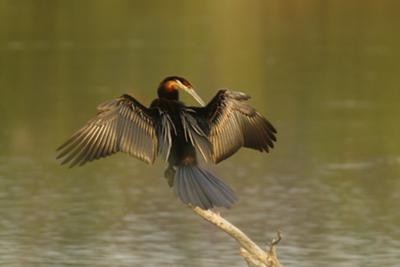 African Darter drying Wings
