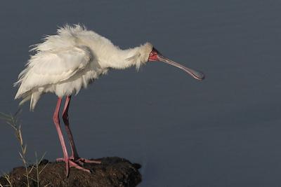 African Spoonbill