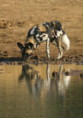 African Wild Dog