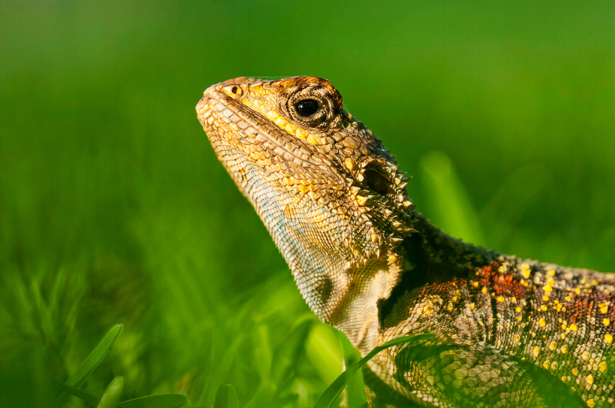 Tree agama taken in camp in the Kruger Park