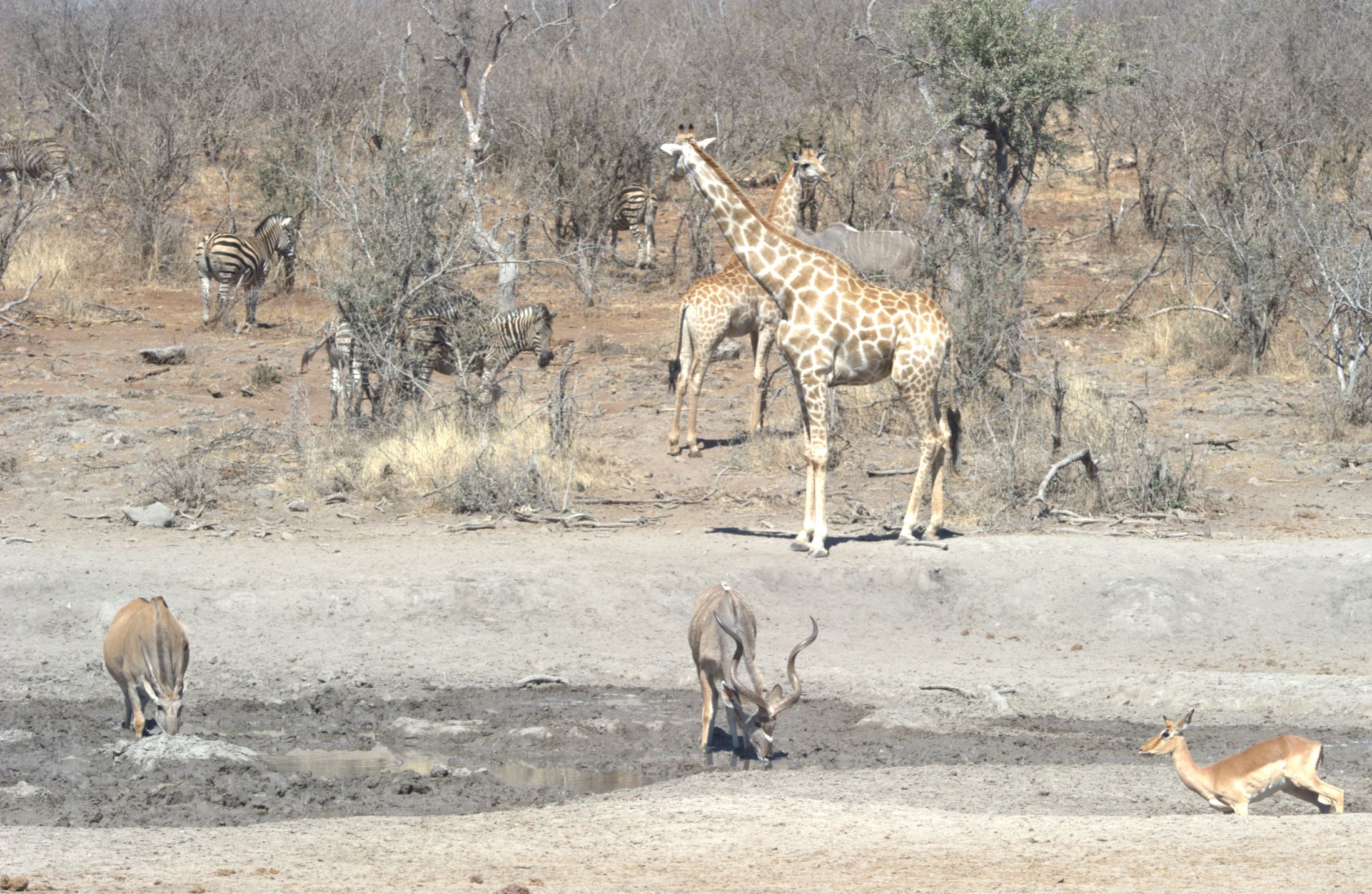 Animals at Jalama Madikwe waterhole Animals at Jalama Madikwe waterhole