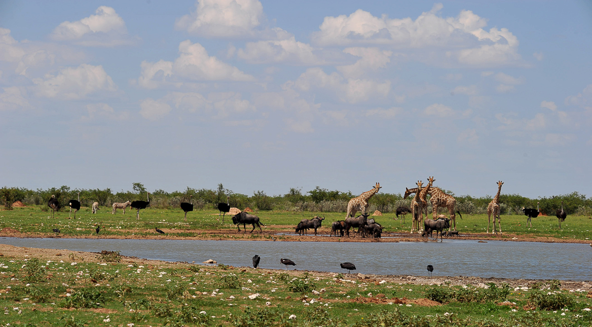 animals at waterhole Etosha