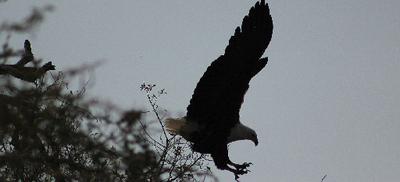 Coming in to land.