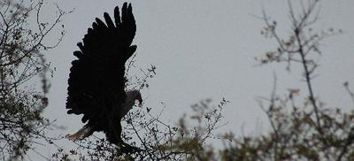 Settling down but the perch gives way.