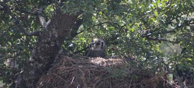 Wise owl perched  on the nest - very well camouflaged.