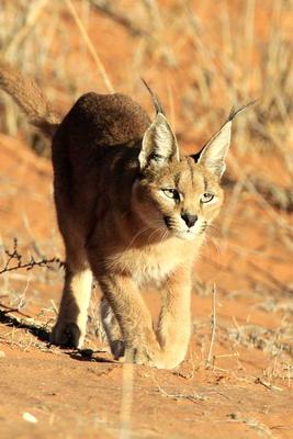Caracal 2