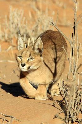 Caracal 3