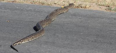 The Python moving from the road.