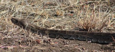 The Python moving into the undergrowth.