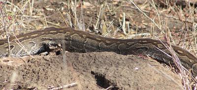 Moving over a rocky outcrop showing of its buty.