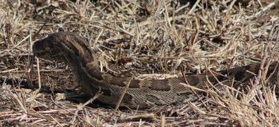Raising its head before dissapearing deeper into the undergrowth.