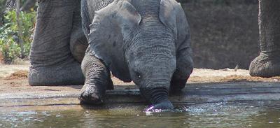 Baby Elephant not knowing his trunk is there for a Purpose.