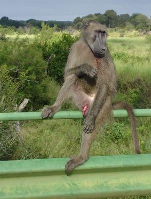 Baboon on bridge