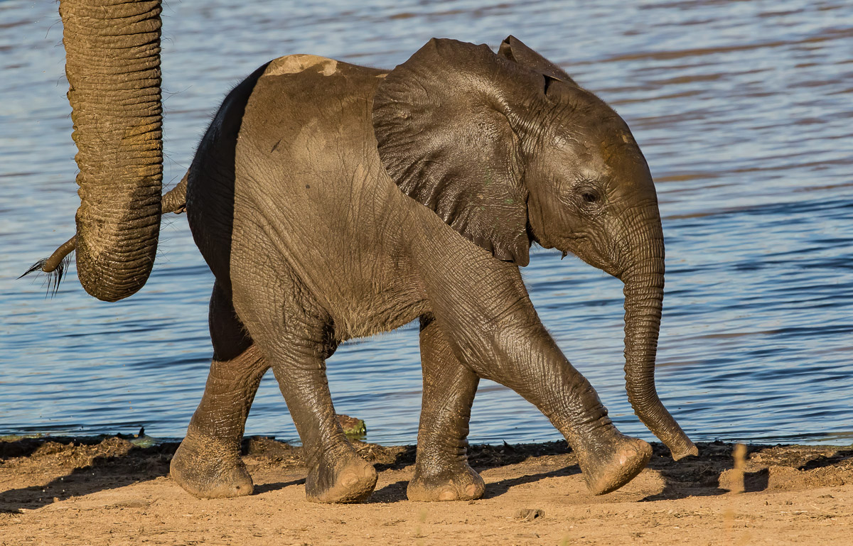 Elephant Baby at Dam