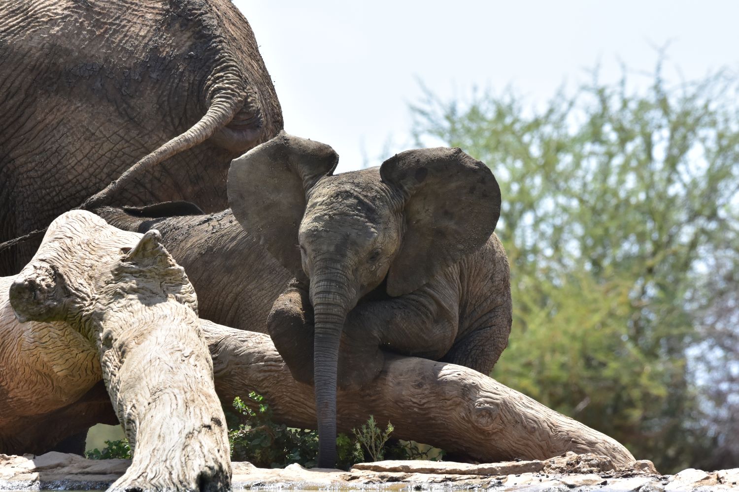 baby elephant at Last Word Madikwe baby elephant at Last Word Madikwe