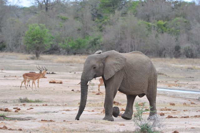 Elephant at N’waswitshaka waterhole