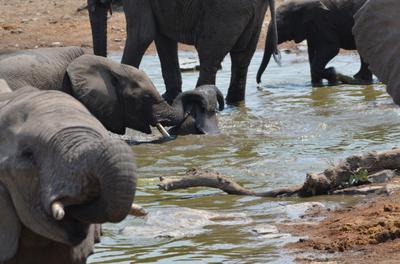 Junior, you haven't washed behind the ears