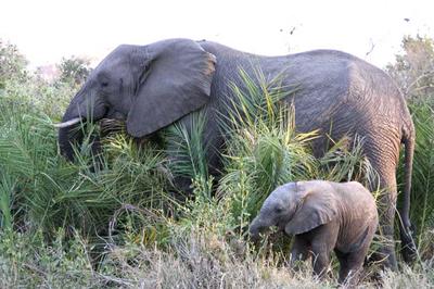 Baby elephant with Mom