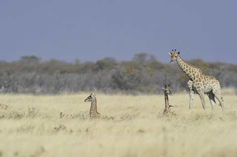baby giraffe near halali camp in etosha baby giraffe near halali camp in etosha
