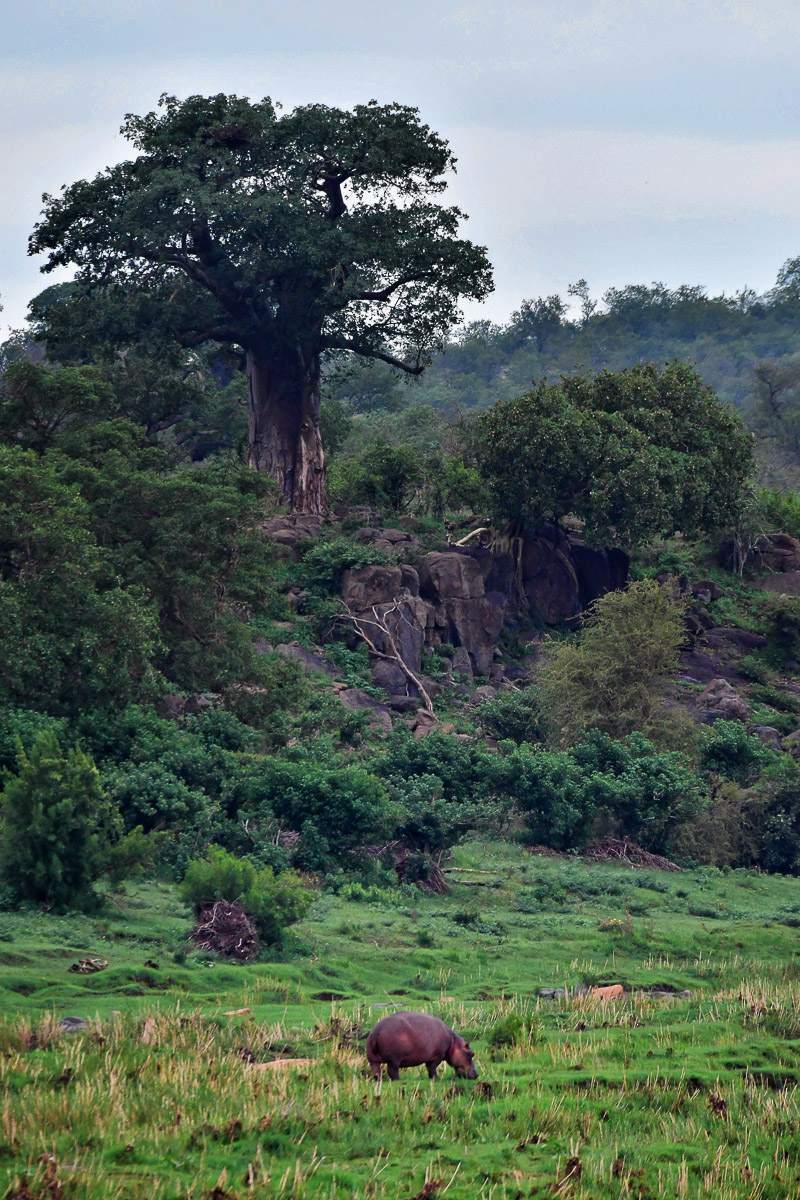Baobab and hippo captured at end of the 4 x 4 Mankavi loop in the Kruger National Park