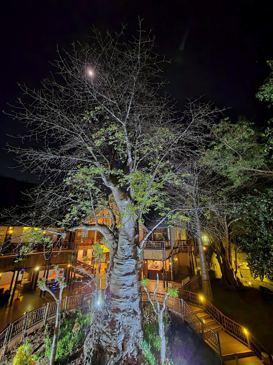 The baobab tree at Cresta Mowana Safari Lodge