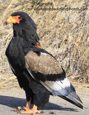 Bateleur