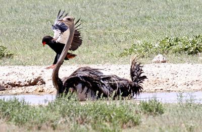 Bateleur flys in