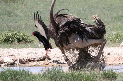 Can't a girl bathe in peace!?