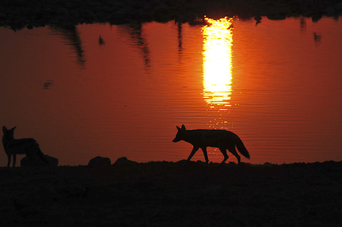 blackbacked jackal silhouette