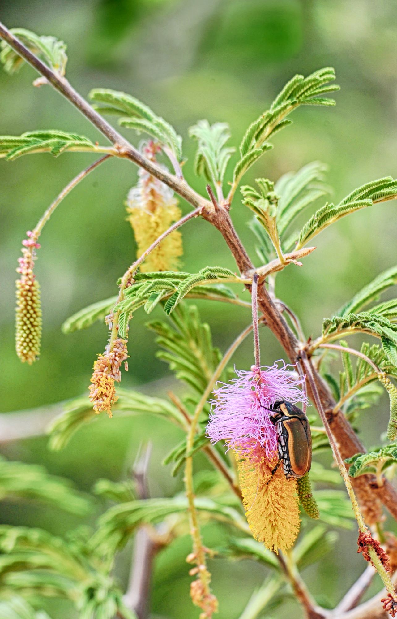 Beetle on flower taken at Buffalo Ridge Lodge in Madikwe
