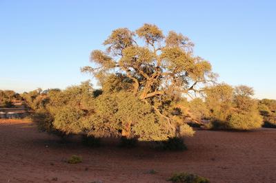 As the sun got higher it lit up the Camelthorn trees on the opposite dunes.