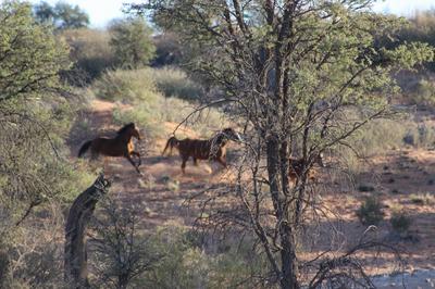 Horses galloping over the dunes with thundering hooves in the early hours of the morning.