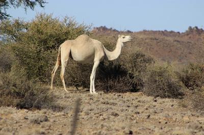 Camel on Koppieskraal.