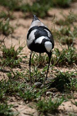 Blacksmith Lapwing (Plover)