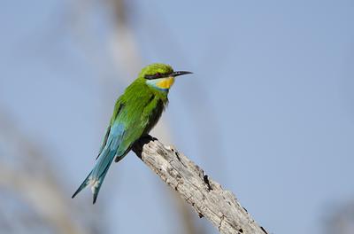 Bee eater