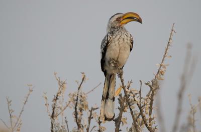 Yellow-billed hornbill 