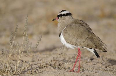 Plover