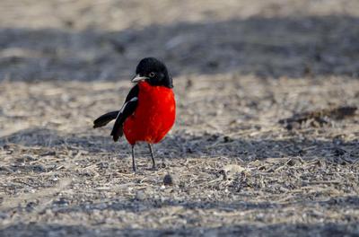 Crimson breasted shrike