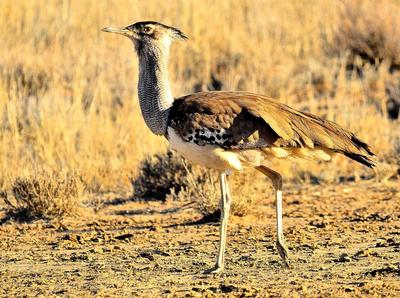 Lazy one - heaviest flying bird, but rarely does fly.