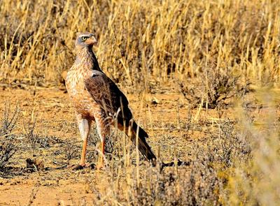 Missed the prey.....