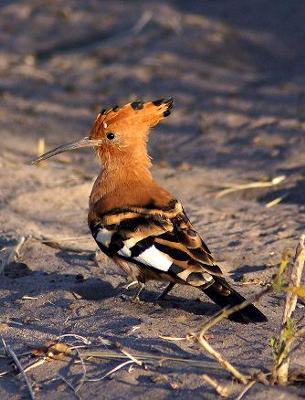 African Hoopoe