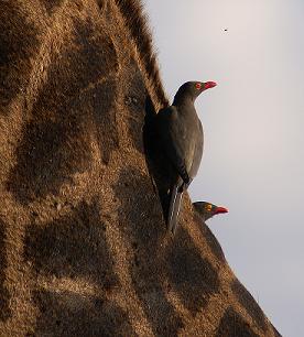 Oxpeckers