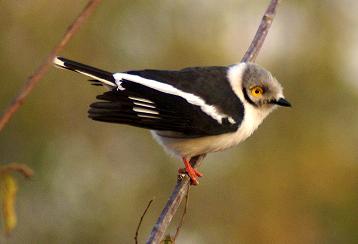Helmetshrike