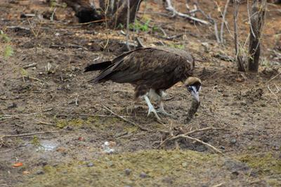 One of the Hooded vultures.
