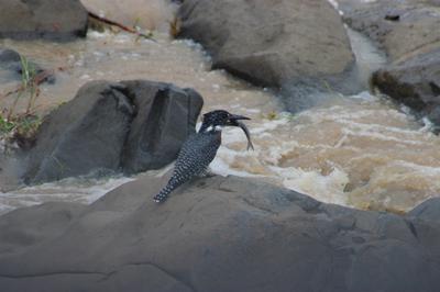 Giant Kingfisher with its catch.