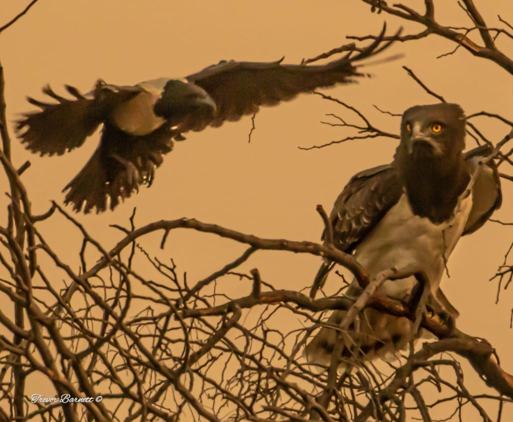 Black breasted snake eagle at sunset