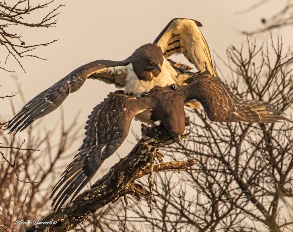 Black breasted snake eagles mating
